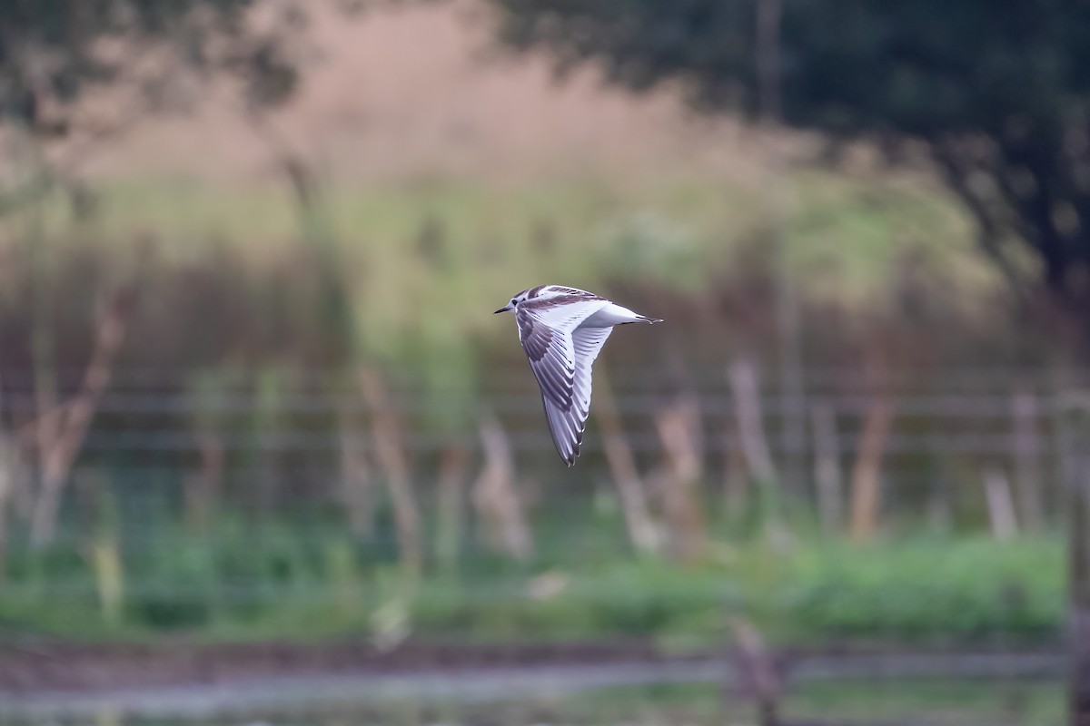 Mouette pygmée - ML623754876