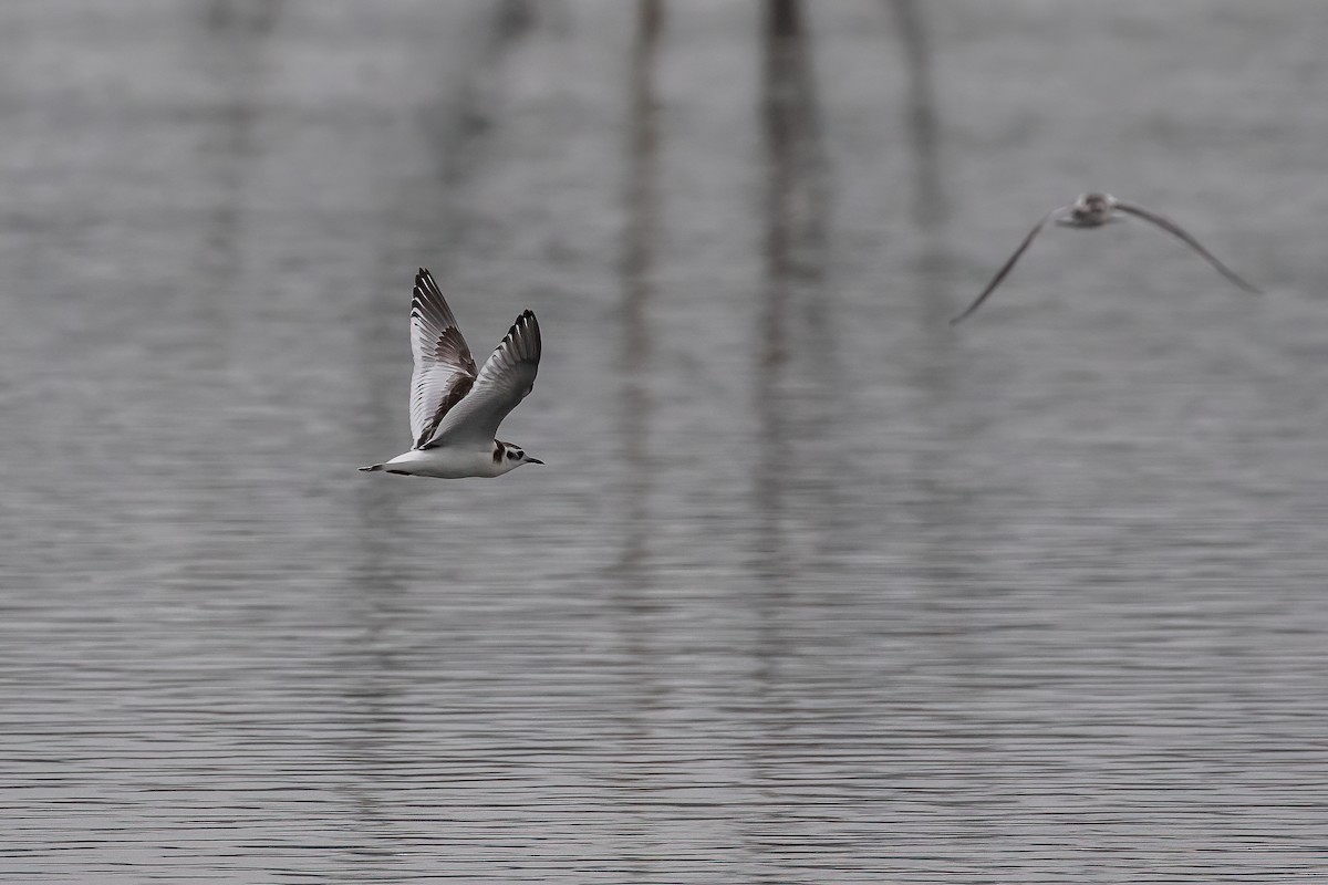 Mouette pygmée - ML623754877