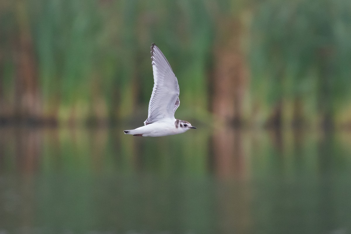 Mouette pygmée - ML623754879