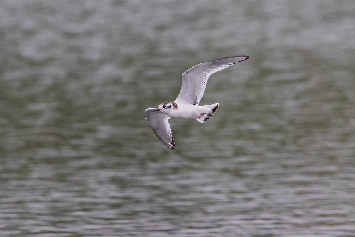 Mouette pygmée - ML623754880