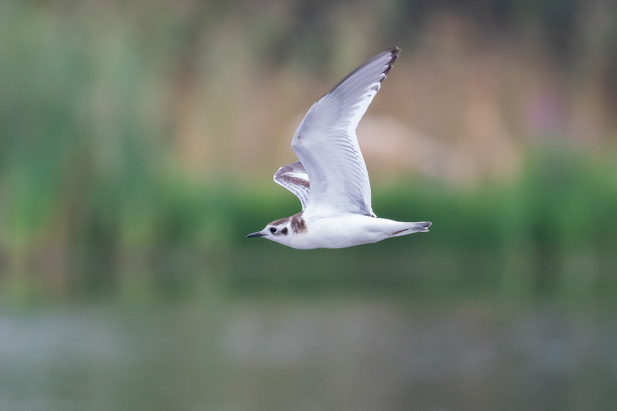 Mouette pygmée - ML623754881