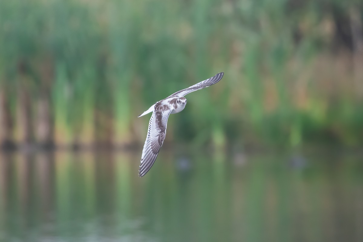 Mouette pygmée - ML623754882