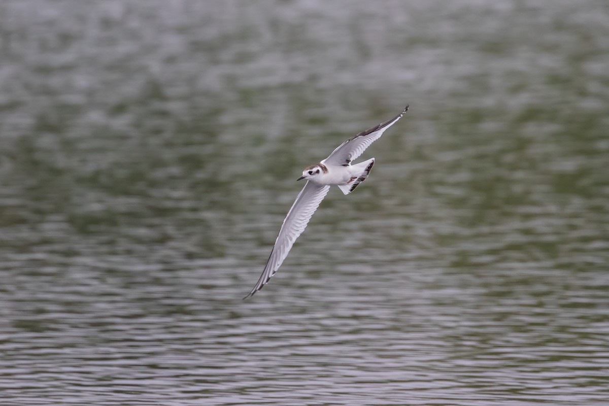 Little Gull - Martin  Flack