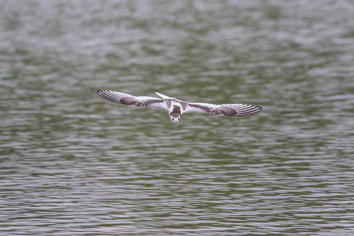 Mouette pygmée - ML623754884