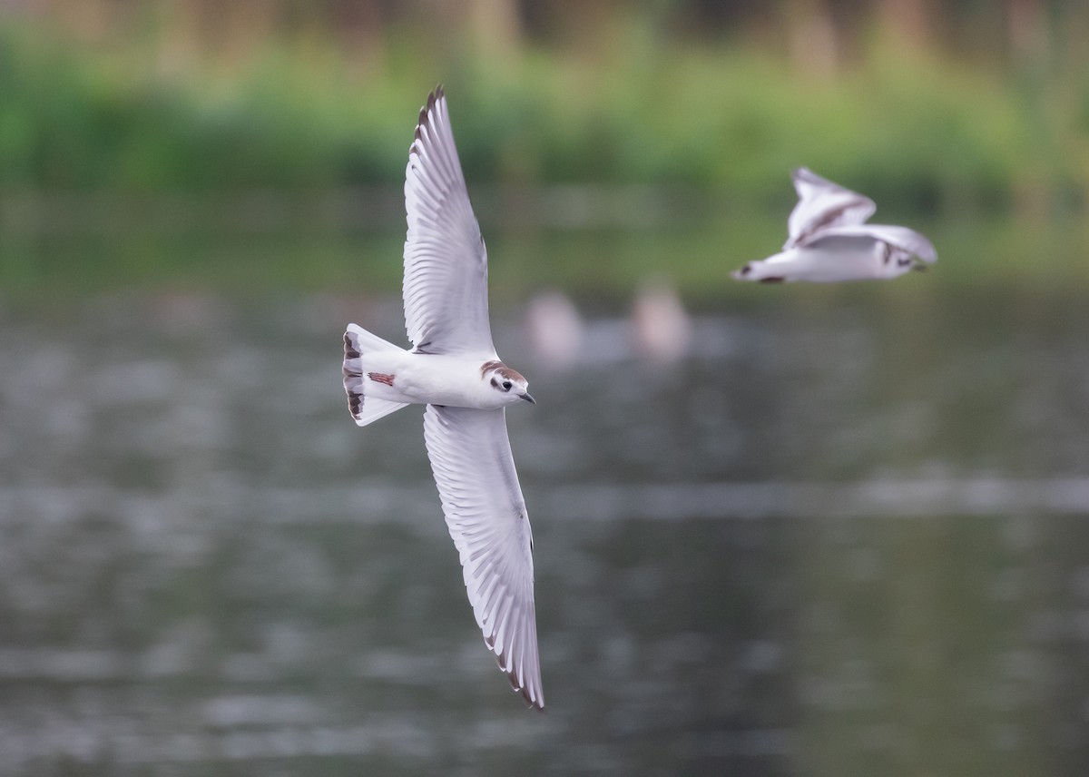 Mouette pygmée - ML623754885