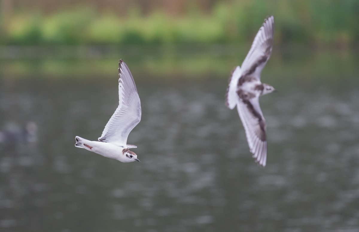 Little Gull - Martin  Flack