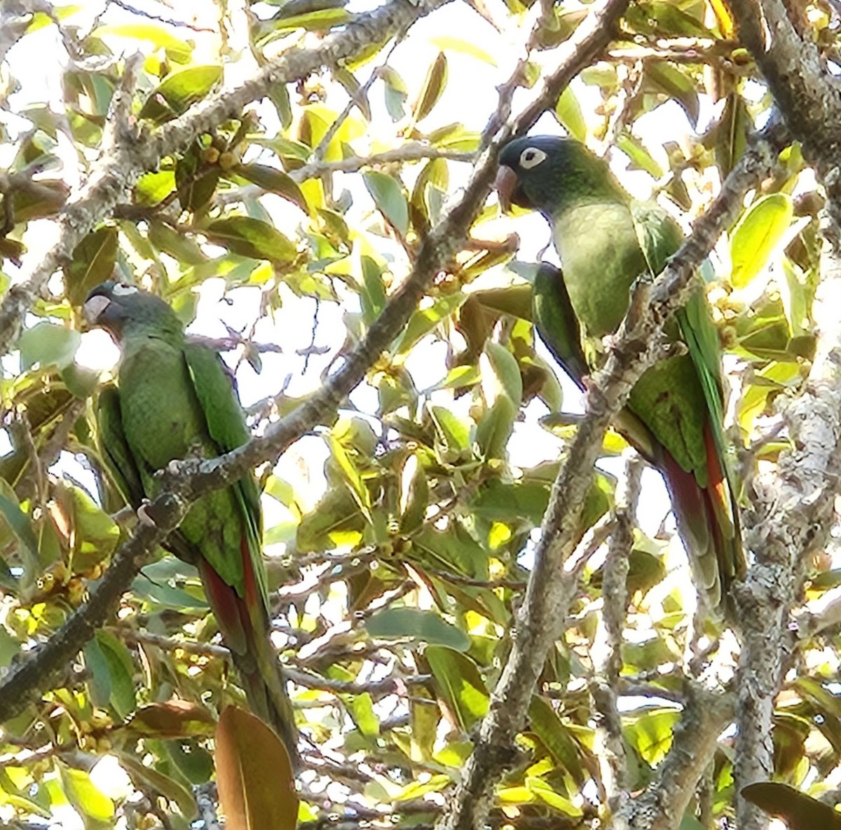 Blue-crowned Parakeet - ML623754943