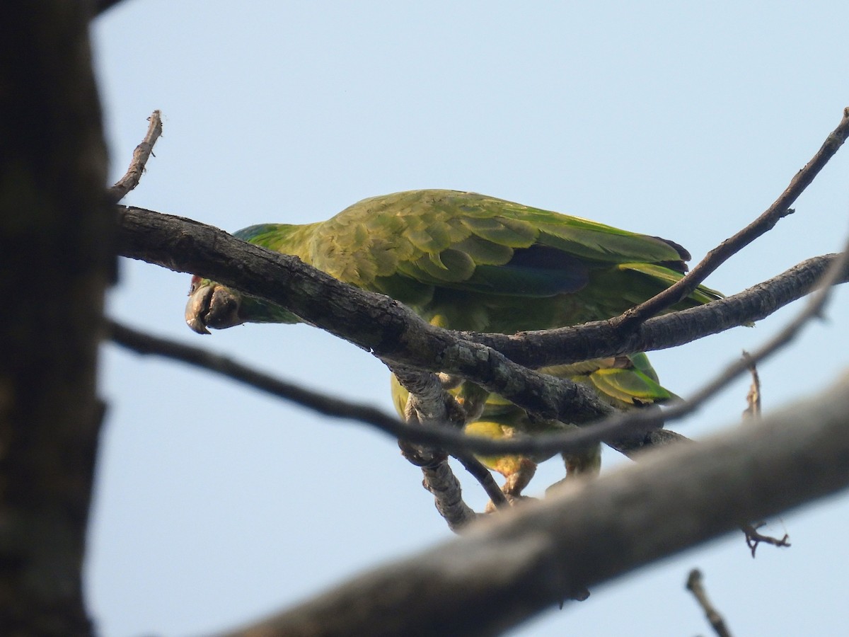 Festive Parrot - ML623754956