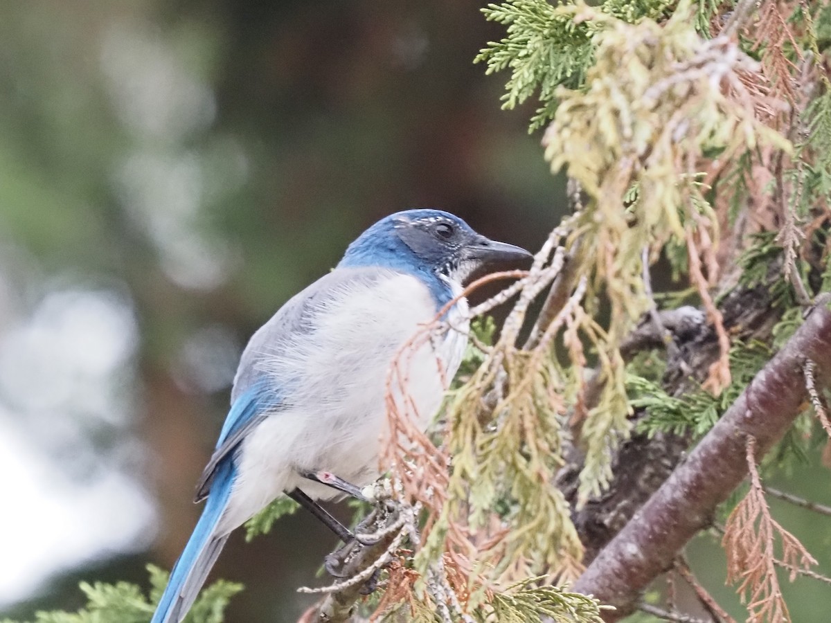 カリフォルニアカケス - ML623754980