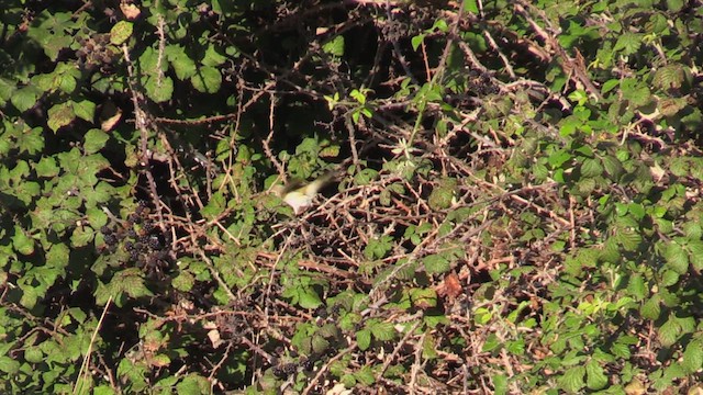 Western Bonelli's Warbler - ML623755005