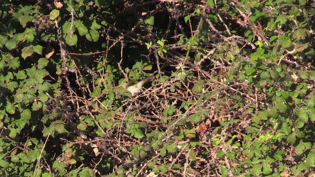 Western Bonelli's Warbler - ML623755005