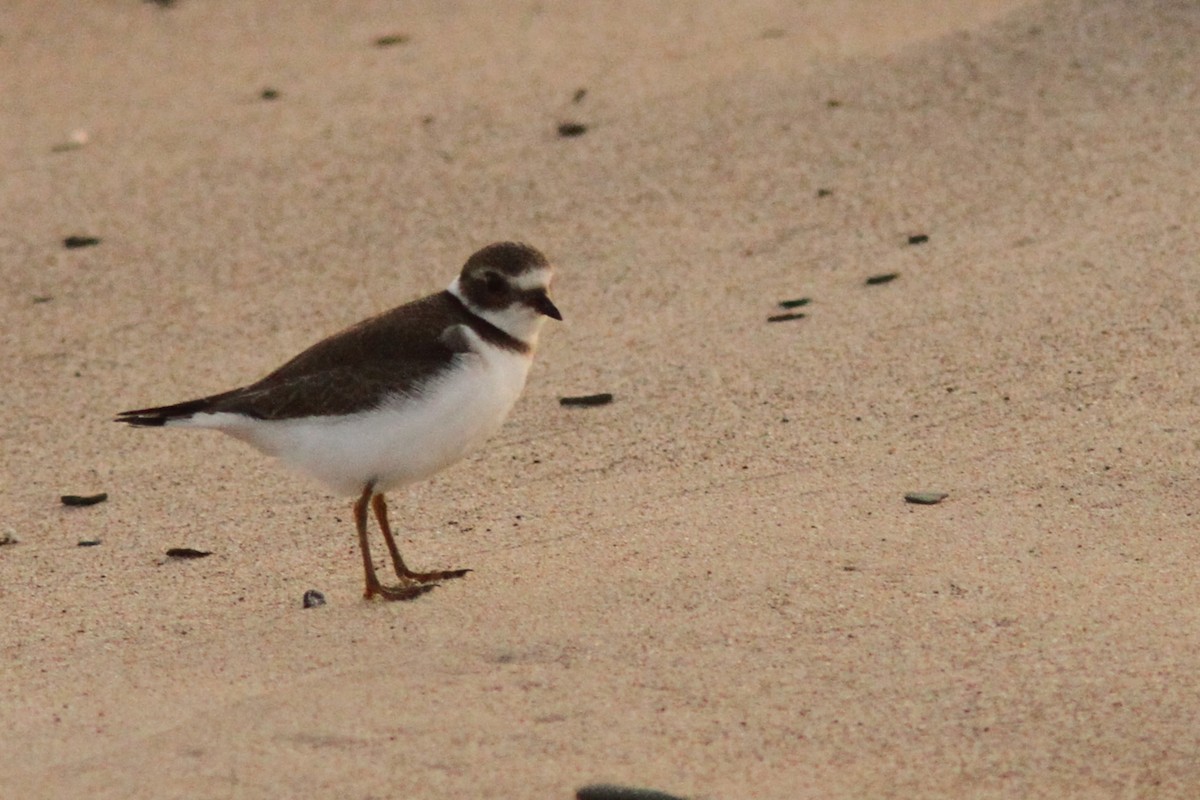 Semipalmated Plover - ML623755007