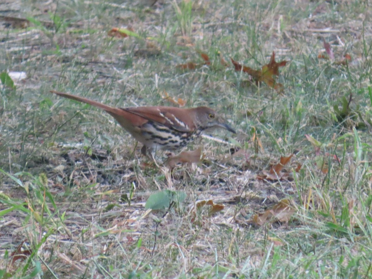 Brown Thrasher - John Coyle