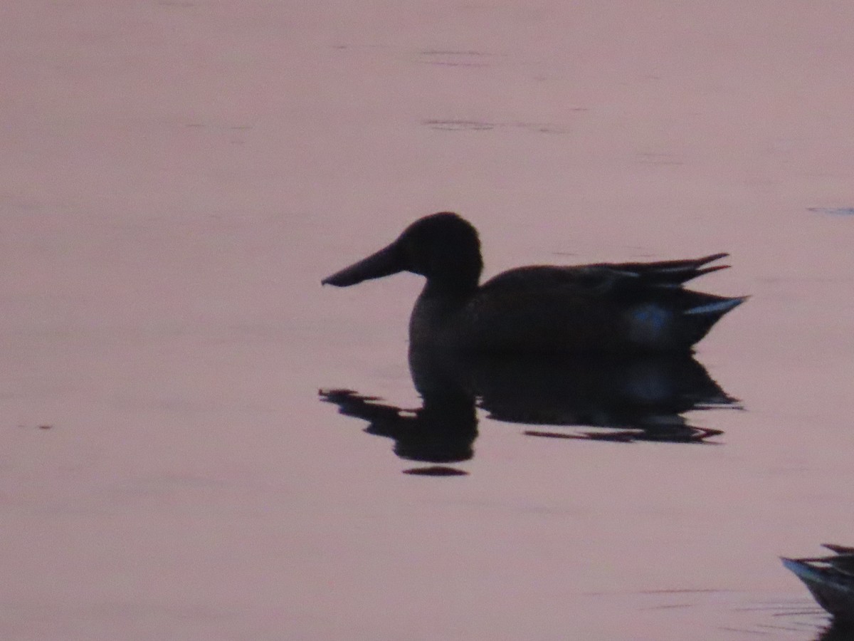 Northern Shoveler - John Coyle