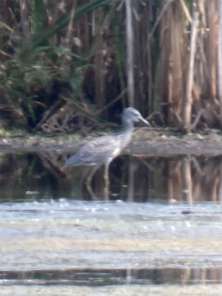Yellow-crowned Night Heron - ML623755074