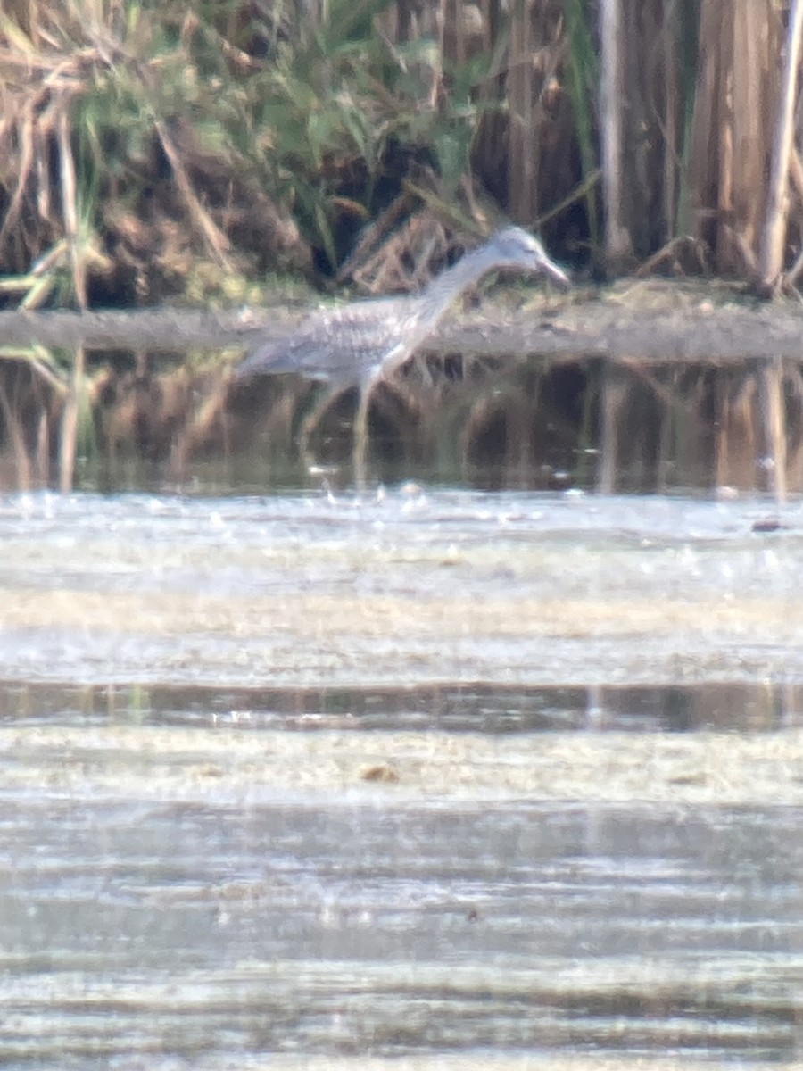 Yellow-crowned Night Heron - ML623755075