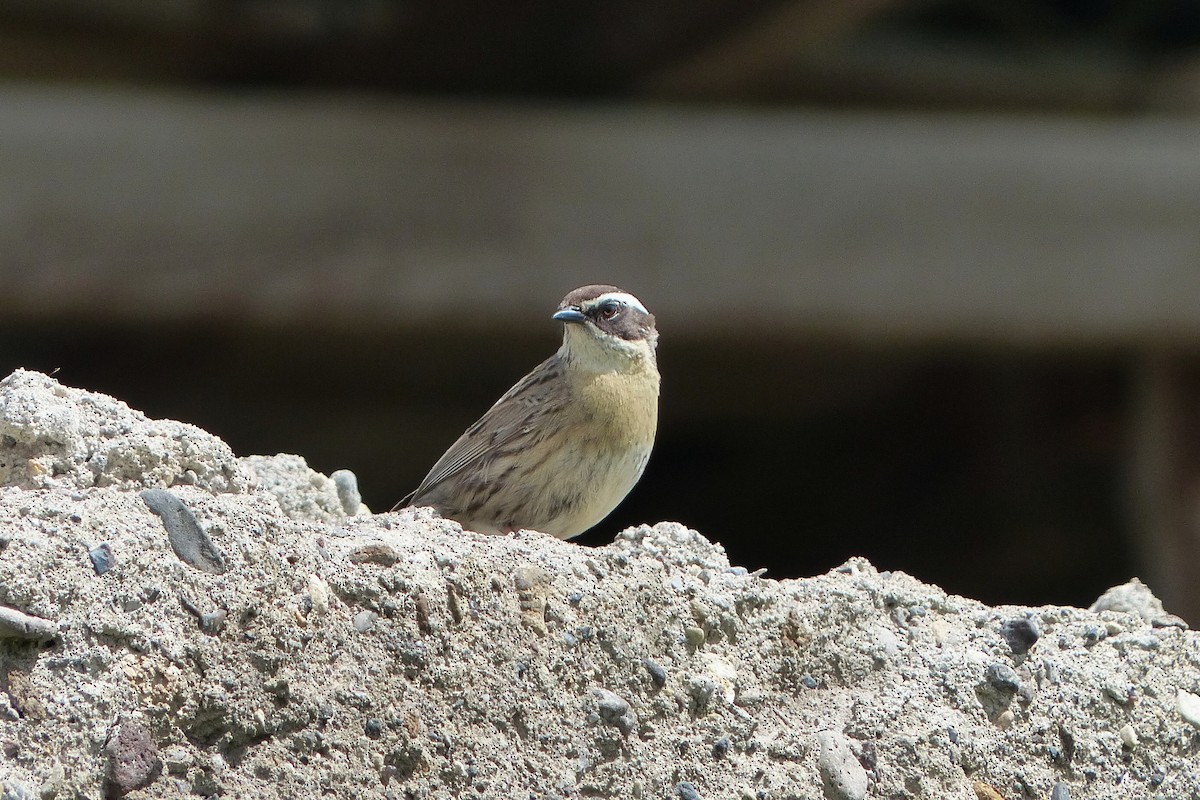 Radde's Accentor - ML623755105