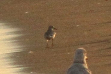 shorebird sp. - Josh Duis