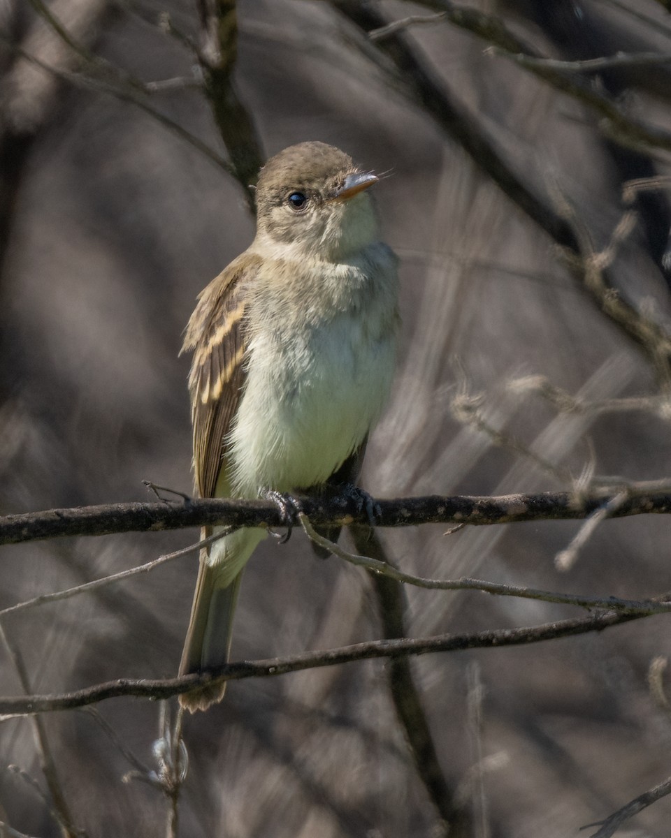 Willow Flycatcher - ML623755171