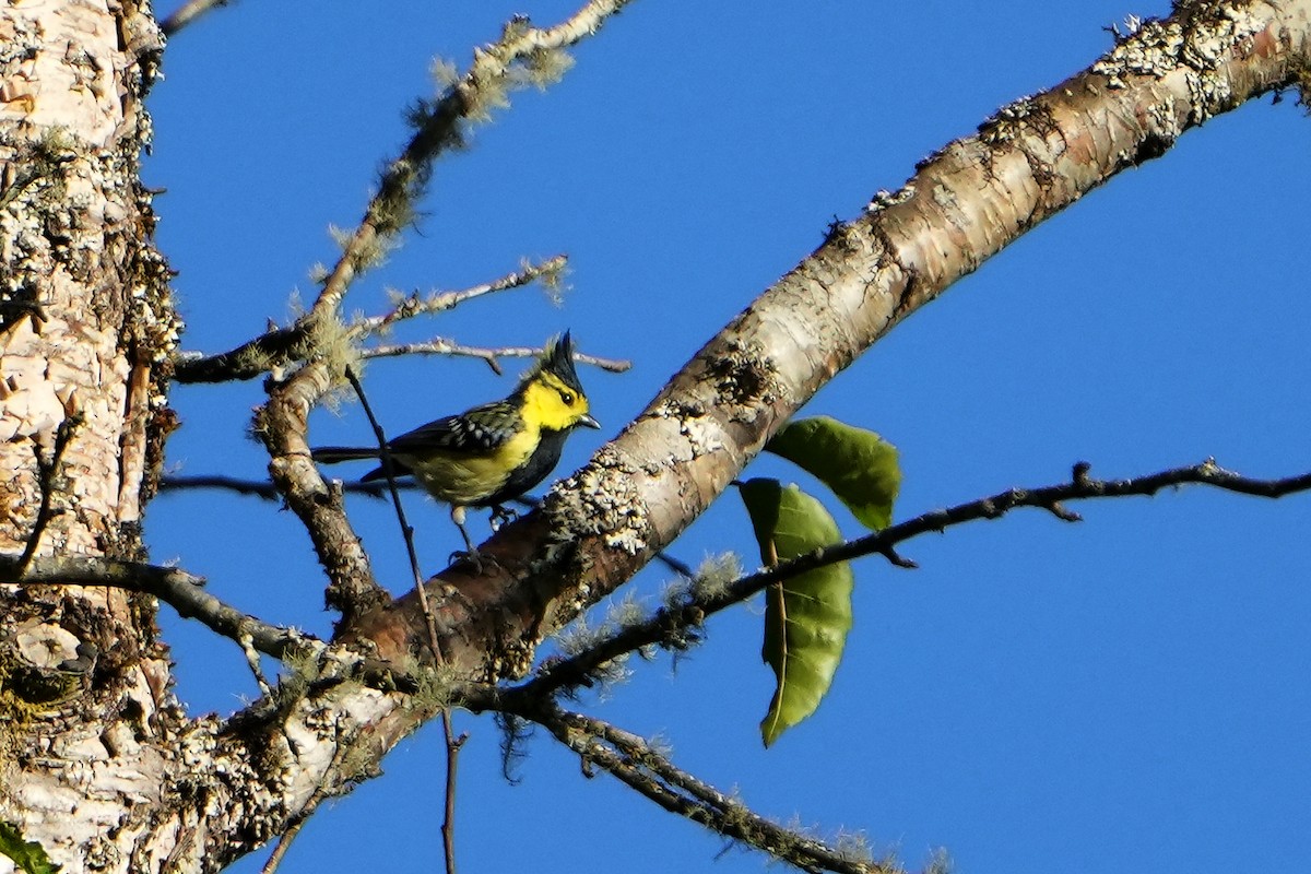 Yellow-cheeked Tit - ML623755174