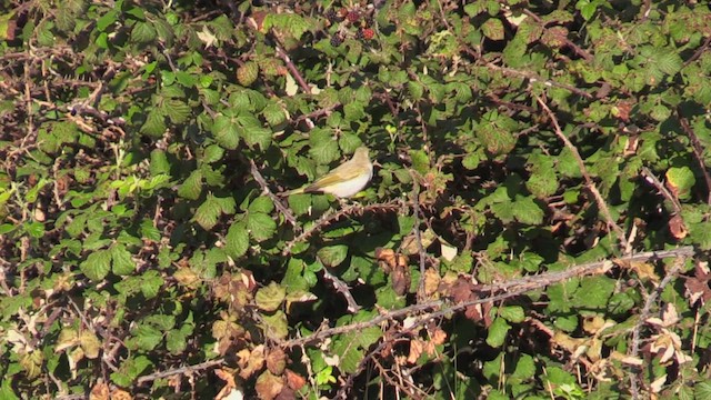 Western Bonelli's Warbler - ML623755178