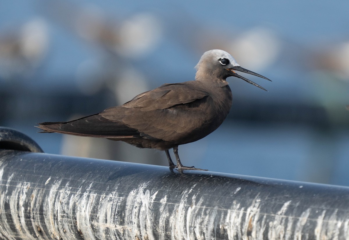 Brown Noddy - ML623755186