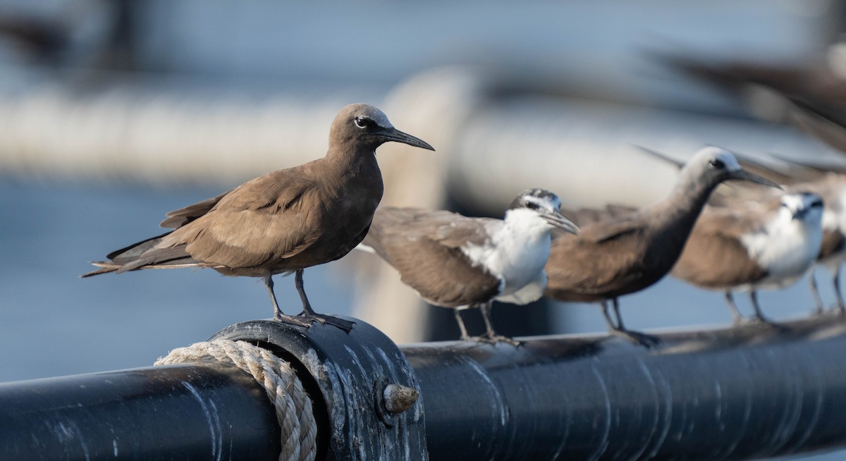 Brown Noddy - ML623755187