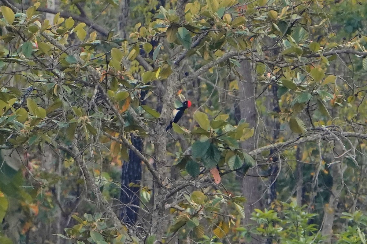 White-bellied Woodpecker - ML623755201