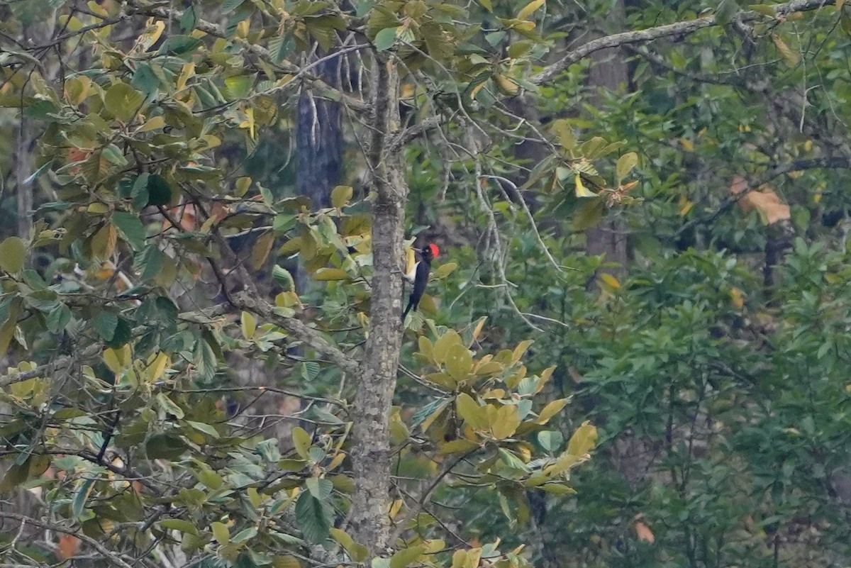 White-bellied Woodpecker - ML623755202