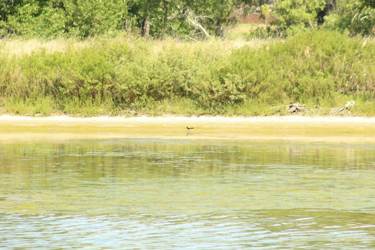 vlhovec velkoocasý - ML62375521