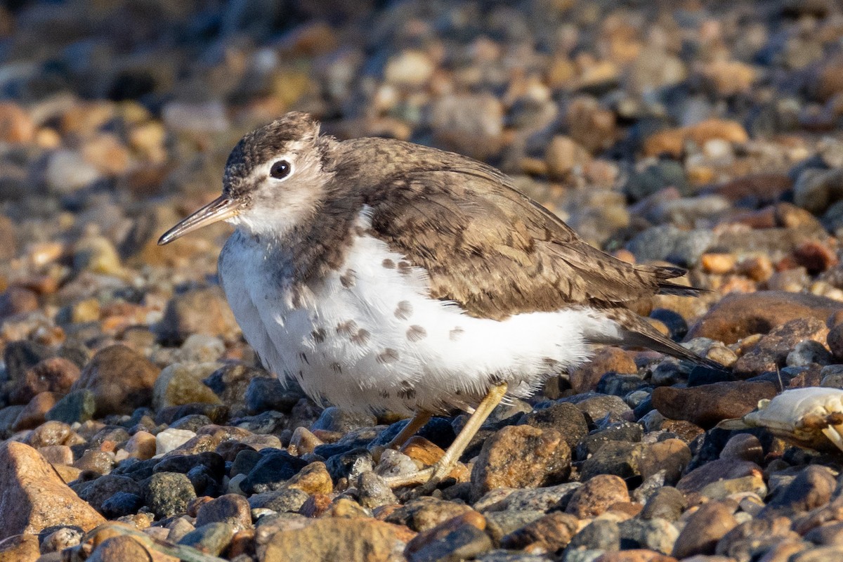 Spotted Sandpiper - ML623755216