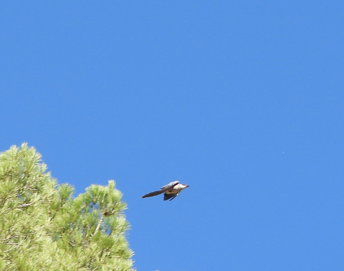 Iberian Magpie - Ricardo Bedia