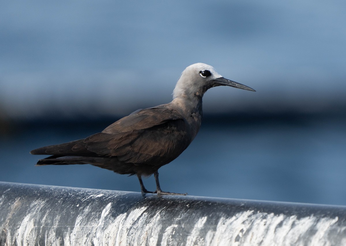 Lesser Noddy - ML623755257