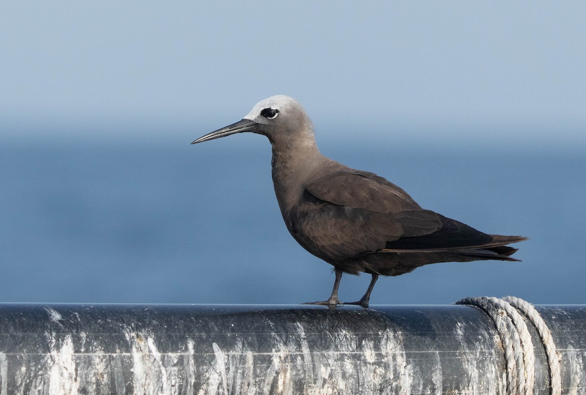 Lesser Noddy - ML623755263