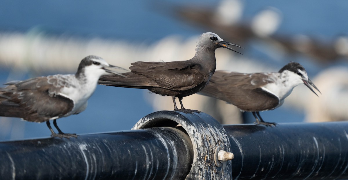 Lesser Noddy - ML623755264