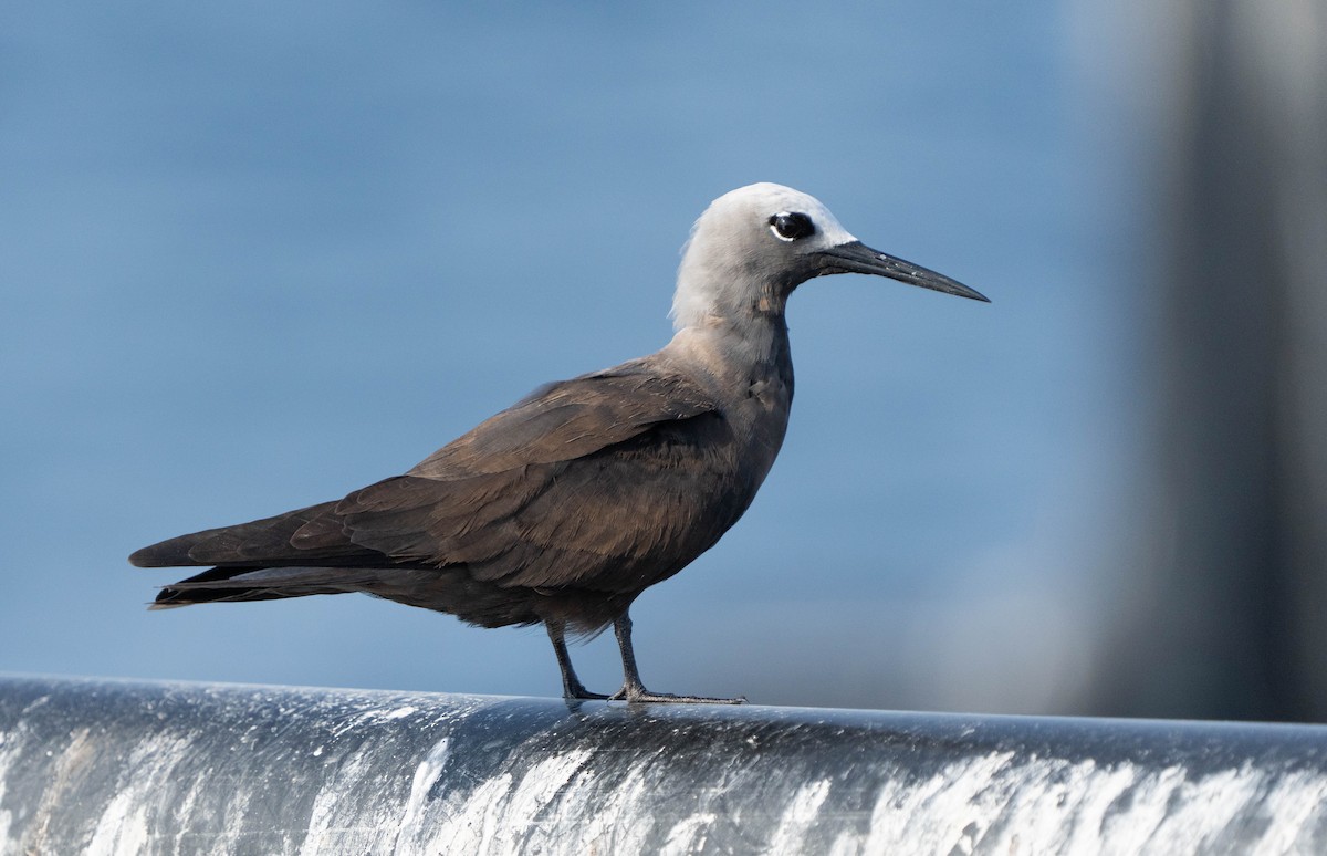 Lesser Noddy - ML623755265