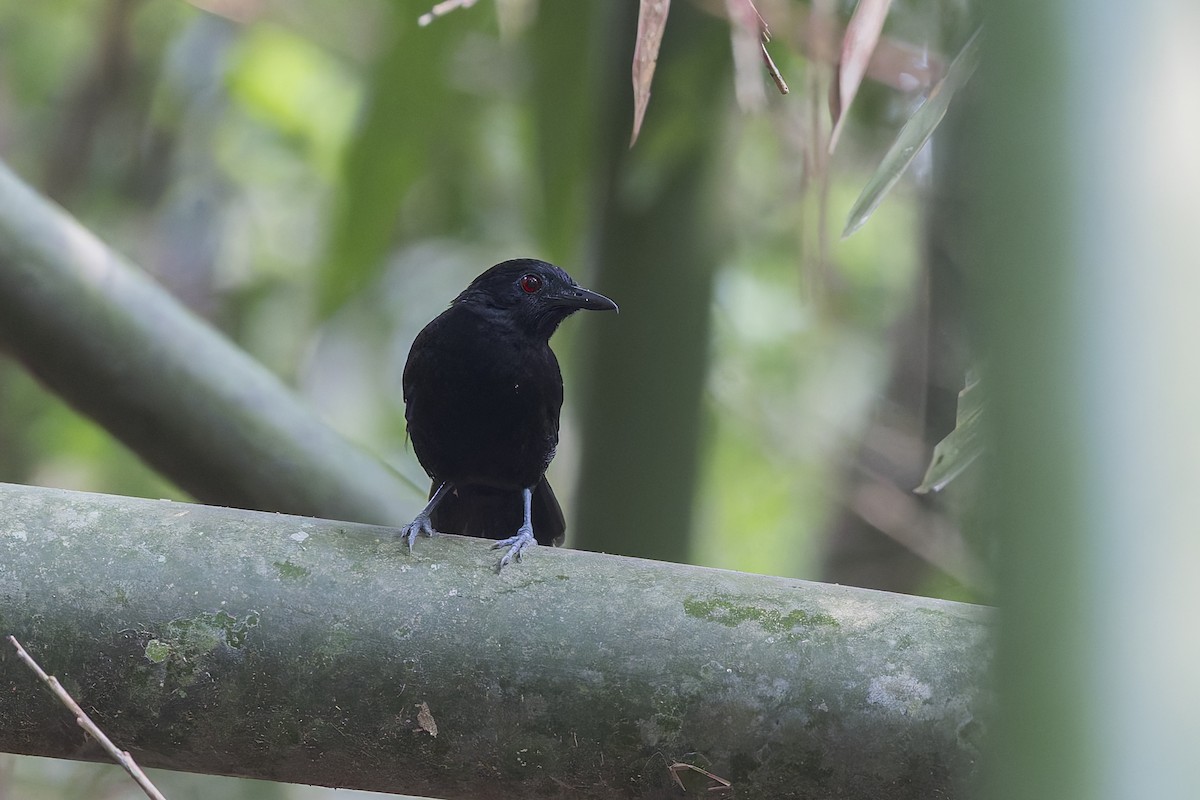 Goeldi's Antbird - ML623755267