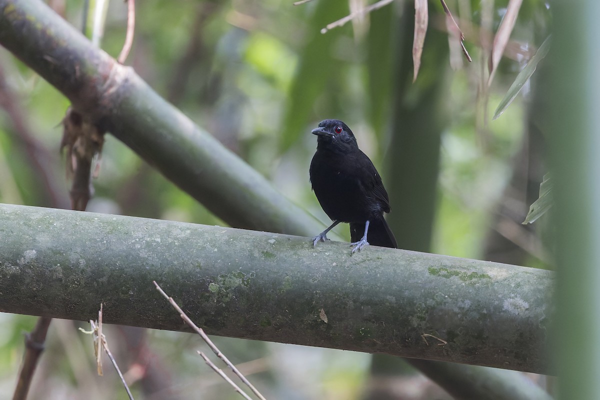 Goeldi's Antbird - ML623755268