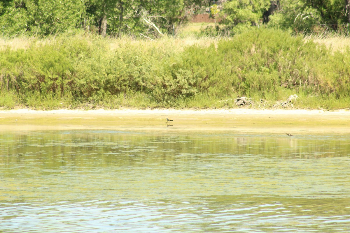 vlhovec velkoocasý - ML62375531