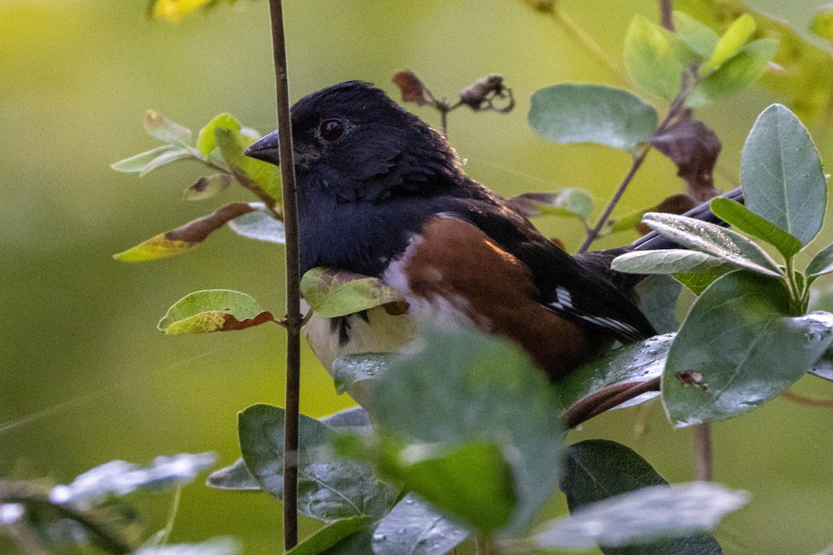 Eastern Towhee - ML623755310