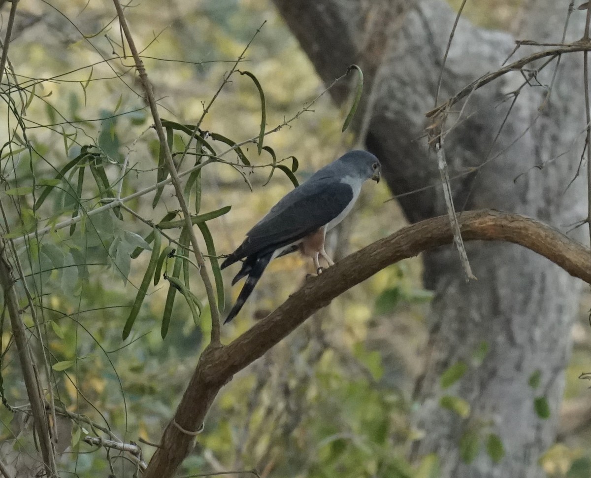 Rufous-thighed Kite - ML623755333