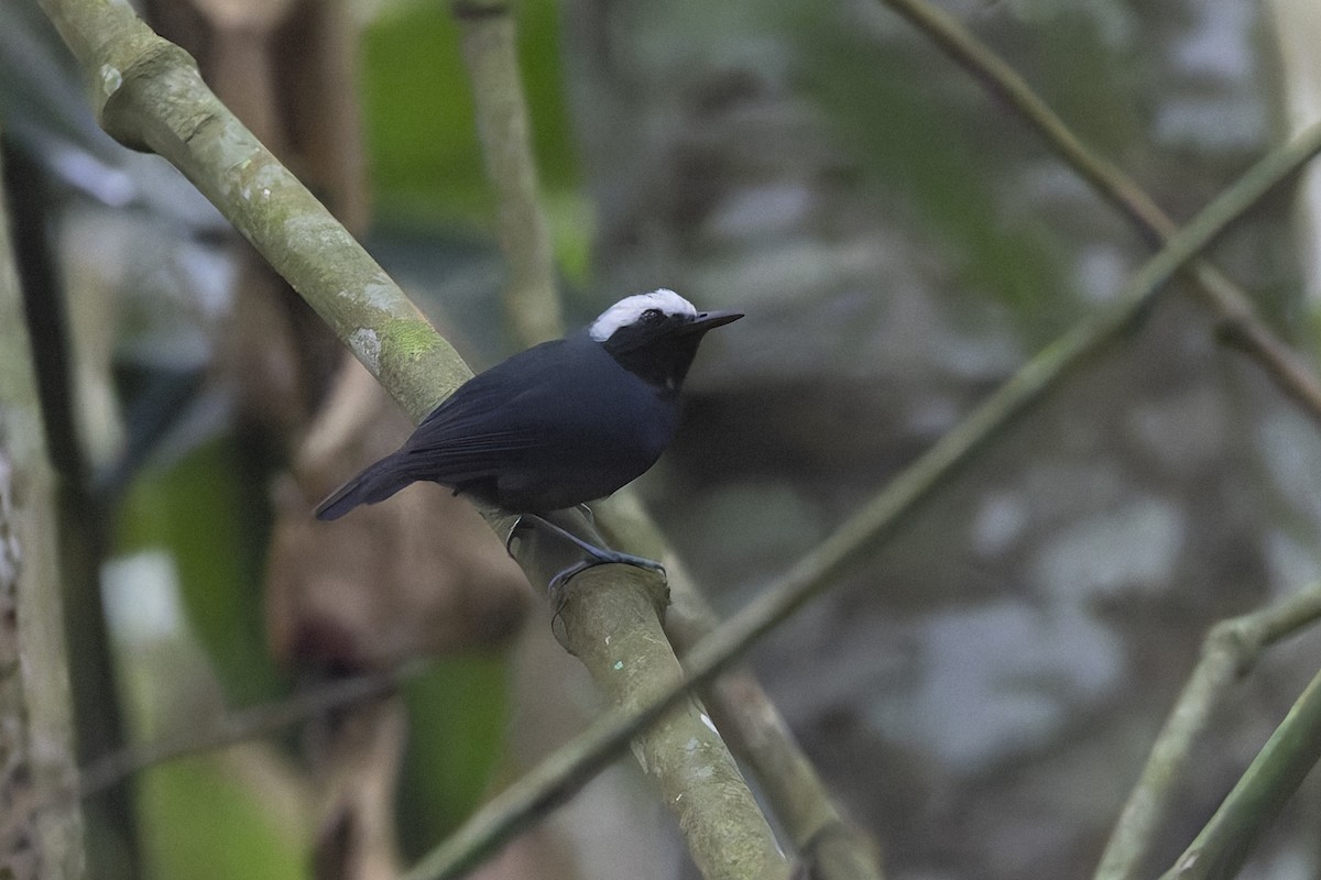 White-browed Antbird - ML623755334