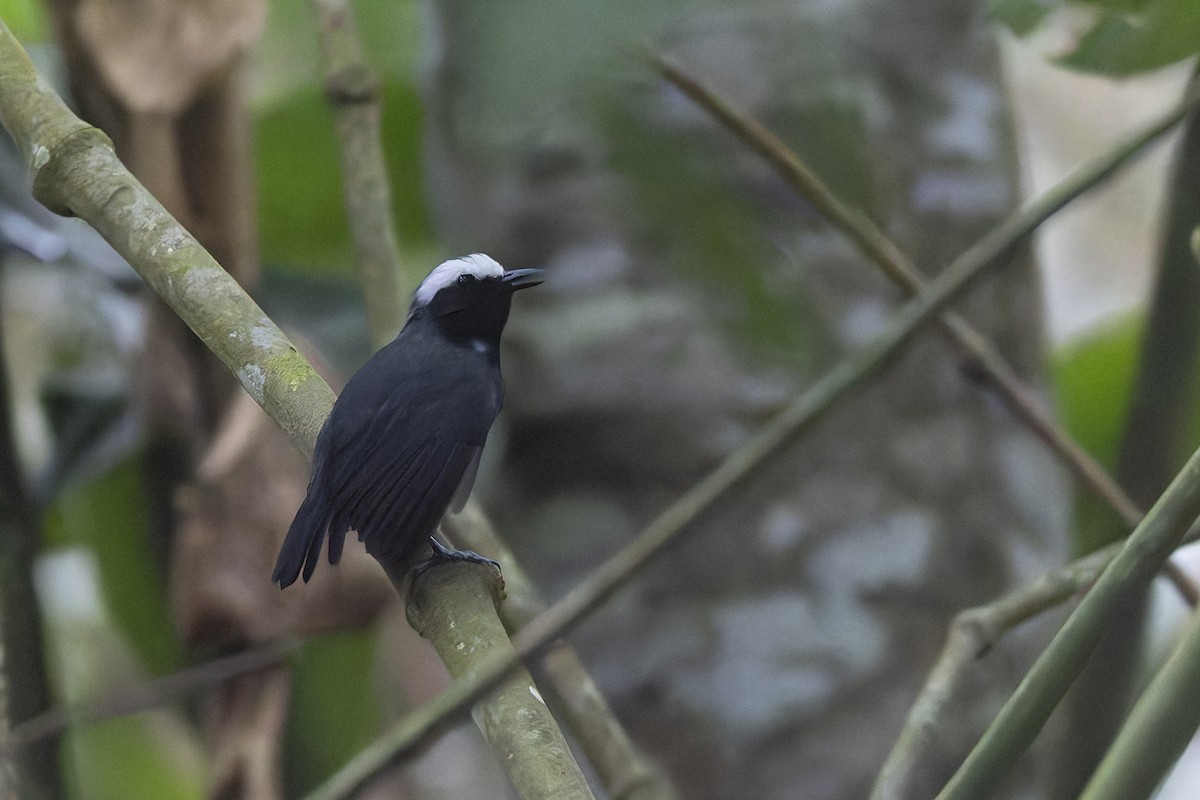 White-browed Antbird - ML623755335