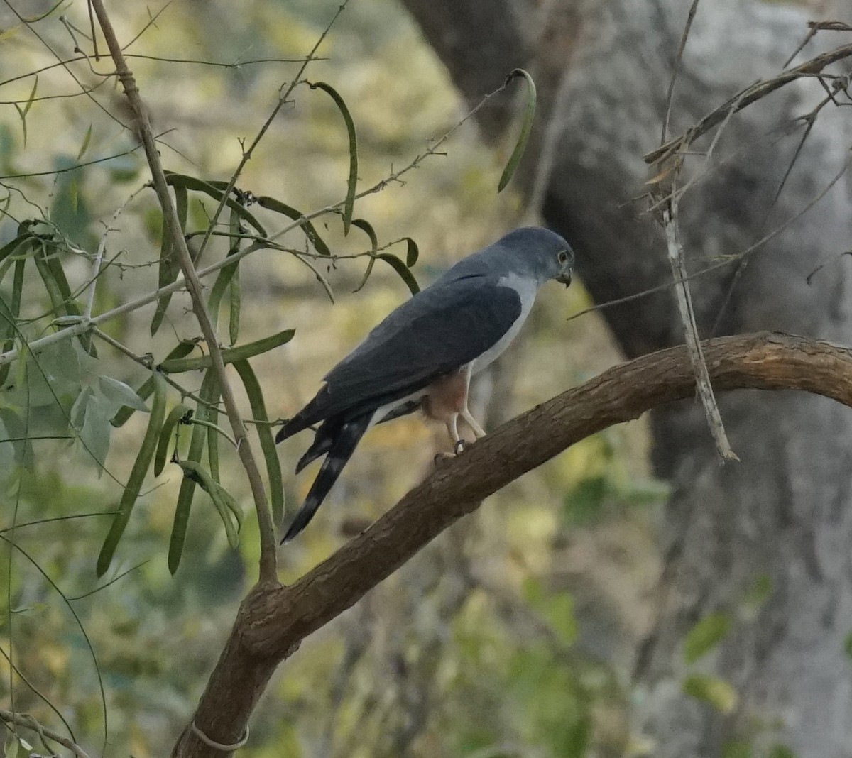 Rufous-thighed Kite - ML623755337