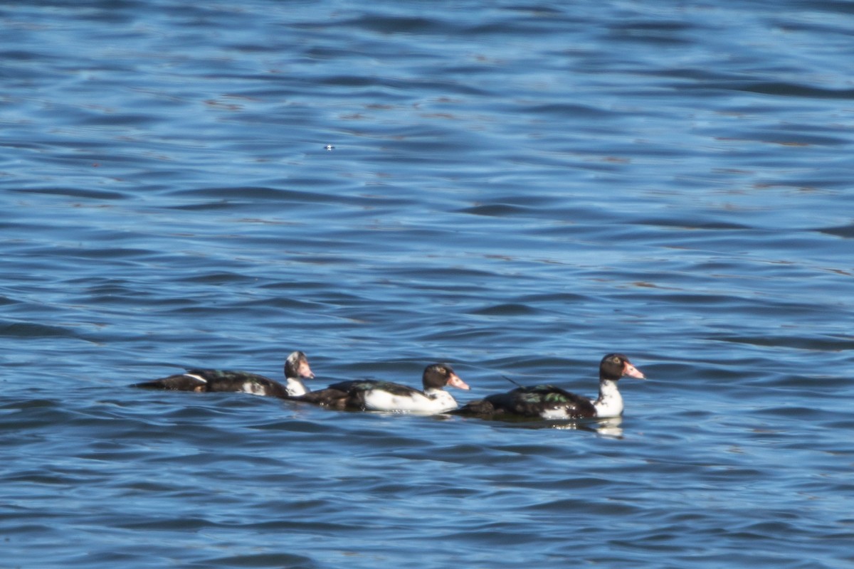 Muscovy Duck x Mallard (hybrid) - ML623755365