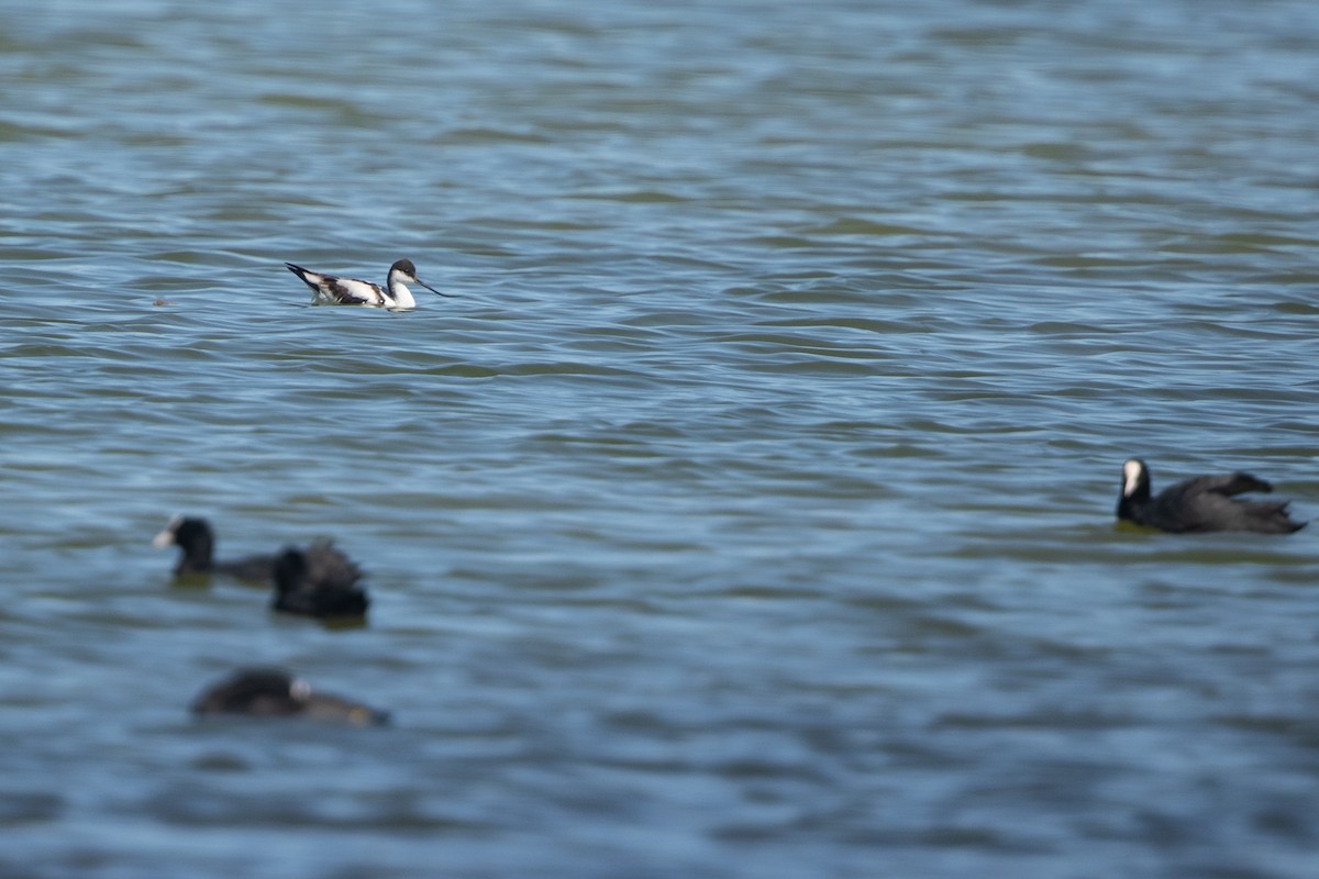 Pied Avocet - ML623755377