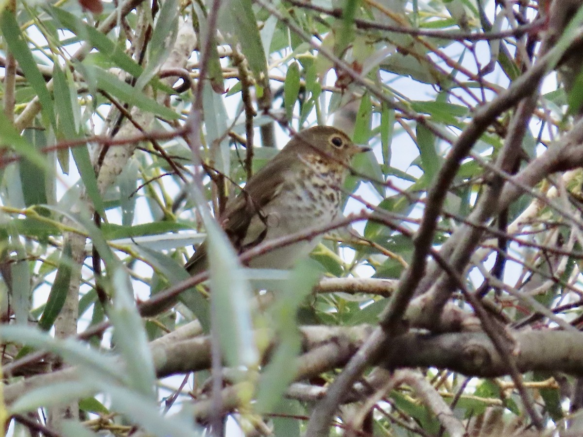 קיכלי זיתני - ML623755385