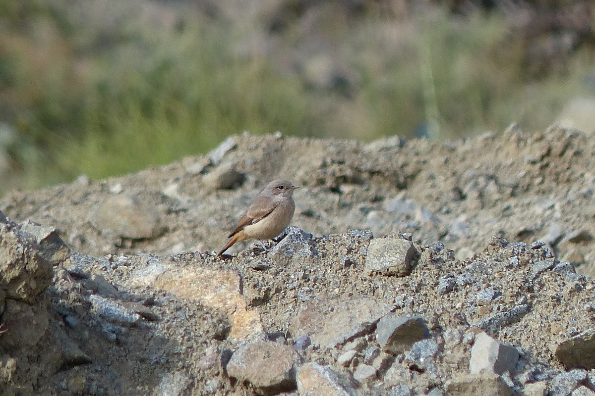 Persian Wheatear - ML623755388