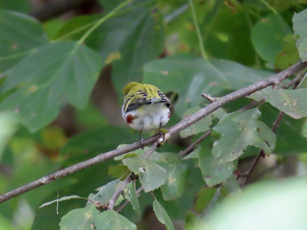 Chestnut-sided Warbler - Eric Setterberg