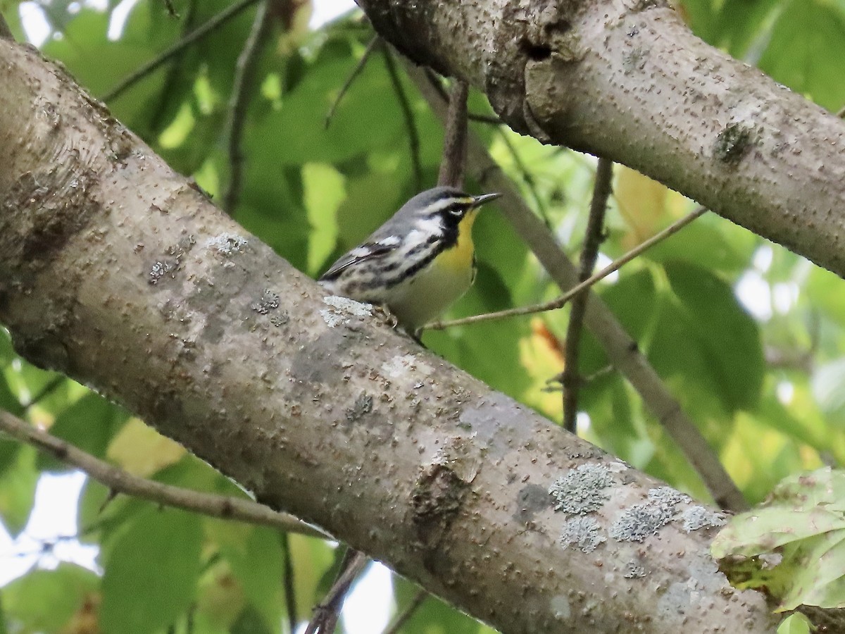 Yellow-throated Warbler - ML623755403